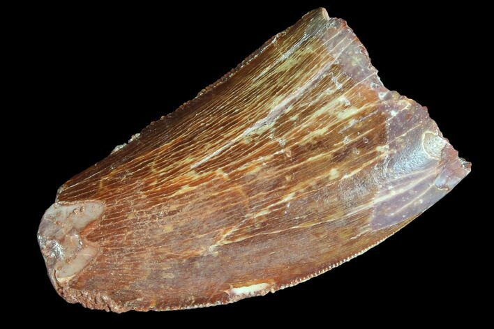 Serrated, Juvenile Carcharodontosaurus Tooth #84366